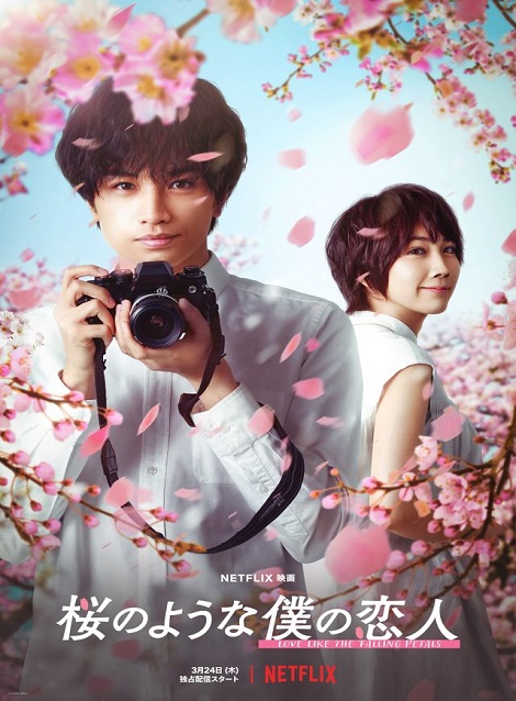 [DVD] 桜のような僕の恋人